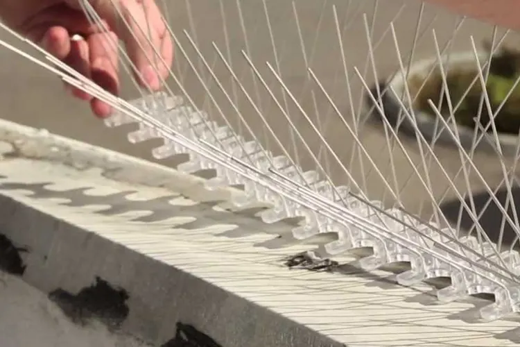 Instalación de púas para evitar que las aves se posen sobre una cornisa