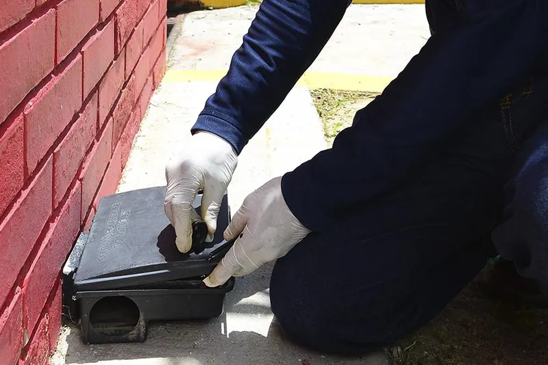 Colocación de una estación para roedores junto a una pared